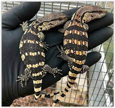 South African Cape Banded White Throat Monitors Varanus Albigularis Monitor Lizard Reptiles And Amphibians Reptile Snakes