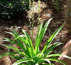 Image result for Chlorophytum filipendulum