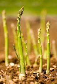 How To Grow Asparagus Growing Asparagus Growing Vegetables Gardening Tips