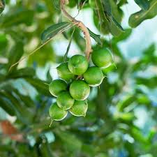 Image result for Macadamia aff. integrifolia