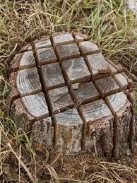Einen Baumstumpf Entfernen Die Besten Methoden Baumstumpf Entfernen Garten Baumstumpf