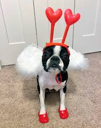 Funny dog with croc on head. So Dog Crocs Are Now A Thing