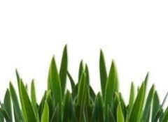 4.6 out of 5 stars. Scotts Miracle Gro To Finally Phase Out Phosphorus