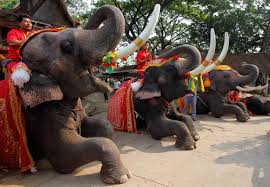 Elephants have played a great role in present and ancient thai societies. Thailand Celebrates National Elephant Day