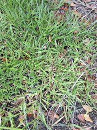 Image result for Urochloa