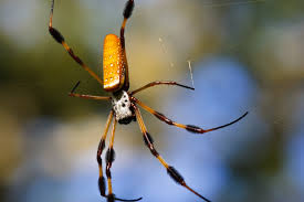 Riesige sammlung, hervorragende auswahl, mehr als 100 mio. More Of Spiders Are Awesome Most Venomous Spiders Album On Imgur