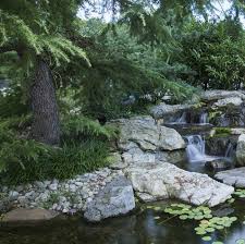 What you need to know about. Best Trees To Plant Near Ponds Koi Pond Trees Pond Informer