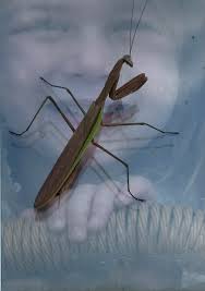 Large praying mantis in Arkansas field