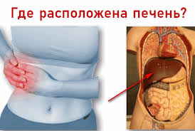 Rastoropsha Luchshee Lekarstvo I Prekrasnaya Podderzhka Dlya Pecheni Zdorovye Organy Zdorove Muzhskoe Zdorove