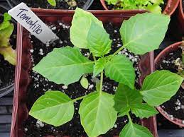 Tomatillo Plant By Culinary Cory Posted On Culinarycory Com 100 Gardening Tips Utilize These Tips To Build Growing Tomatillos Tomatillo Plant Growing Food