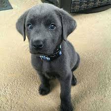 Find labrador retriever puppies for sale and dogs for adoption near you in akron, canton, cincinnati, cleveland, columbus, toledo, youngstown or ohio. Labrador Puppies For Sale Home Facebook