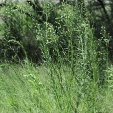 Image result for Litogyne gariepina