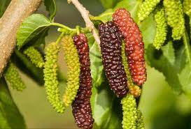 2508 e vista way # bvista, ca 92084. California Tropical Fruit Tree Nursery