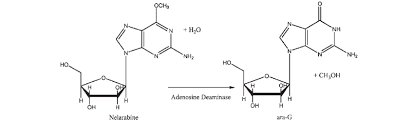 We did not find results for: The Chemical Structure Of Nelarabine And Ara G Upon Conversion Via Download Scientific Diagram