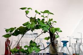 When i started growing sweet potatoes i didn't plant in rows. How To Grow A Potato In Water Garden Eco