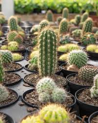 Obviously, they need to be able to last through the night, but they can also cope with a longer darkness in an emergency. Our Little Family Of Cacti So Many Cute Specimens In Here If You Re Looking For Something Easy All These Guys Cacti And Succulents Cactus Plants Cactus