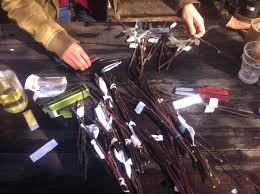 Budding and grafting fruit trees. Grafting Fruit Trees Cleft Grafting Shield Budding And Top Working Tree And Ladder