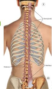 Burning pains that cause a lot of discomfort. 8 Muscles Of The Spine And Rib Cage Musculoskeletal Key