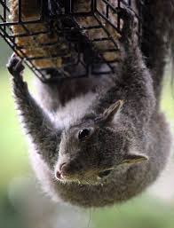 Check spelling or type a new query. Squirrels How To Get Rid Of Squirrels In The Home Garden The Old Farmer S Almanac