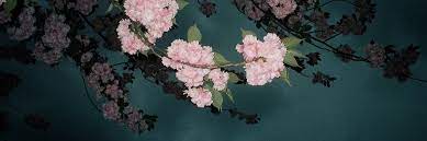 The latest tweets from @tylerthecreator Twitter Header Pink Flowers Tumblr Header Headers Flower Header Twitter Header Pink Twitter Header