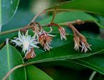 Image result for Mimusops obtusifolia