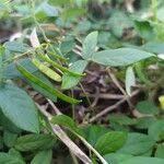 Image result for Teramnus labialis