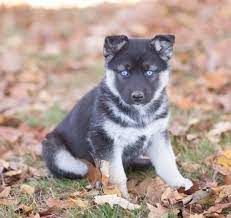 A husky german shepherd mix will be fairly easy to train as long as you are consistent and patient. Husky German Shepherd Mix Puppies Craigslist Shepherd Mix Puppies German Shepherd Husky German Shepherd Husky Mix