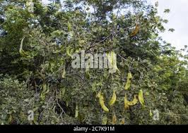 Image result for Cadaba farinosa