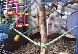 How To Clean A Rat Cage: Daily, Weekly & Monthly Activities To Keep It  Spotless | Animallama