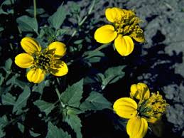 Image result for Sclerocarpus