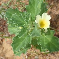 Image result for Pedalium