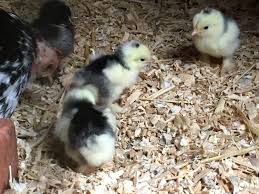 Bantam cochins are known as pekins in britain and australia. Breed Profile Cochin Chicken Backyard Poultry