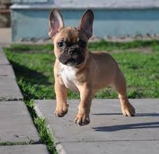 The Adaptable Frenchie Dog Health Frenchbulldoglovers Frenchbulldog Feature Frenchbulldogszeichnung Bulldog Puppies French Bulldog Dog Bulldog