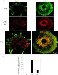 Silva üyelik işlemleriniz ve indirimli ürün alışverişiniz için , size yardımcı olabiliriz. Epidermal Growth Factor Receptor Translocation To The Mitochondria Journal Of Biological Chemistry