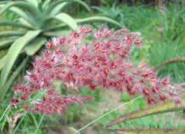 Image result for Ctenium concinnum