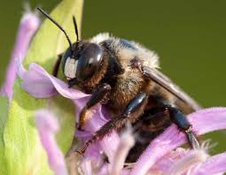 No hair on their abdomen. Eastern Carpenter Bee Missouri Department Of Conservation