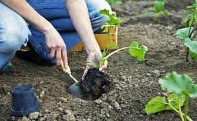 Zucchini werden sonst sehr schnell reif und verderben. Zucchini Pflanzen Wann Und Wie Man Es Macht Mein Schoner Garten