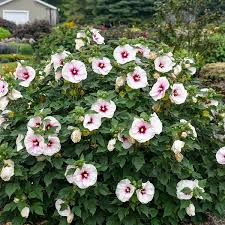 Image result for Hibiscus engleri