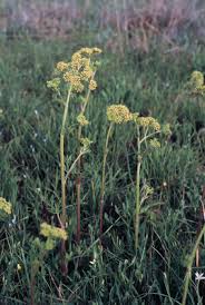 Image result for Polystachya laurentii