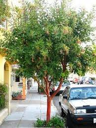 Check spelling or type a new query. 15 Best Small Shade Trees For Socal Ideas Shade Trees Plants Native Garden