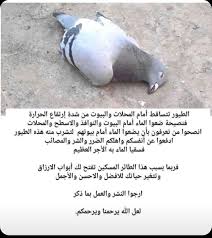 سقايات القطط والطيور Raeeed18 Twitter