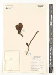 Image result for Thonningia