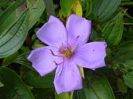 Image result for Melastomastrum