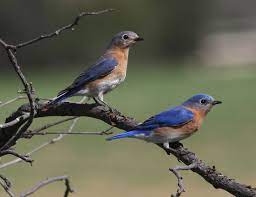 Blue jay • bright blue back, gray face and breast, white belly, black highlights Eastern Bluebird Wikipedia