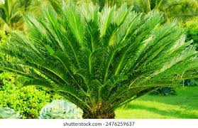 Image result for Encephalartos aplanatus