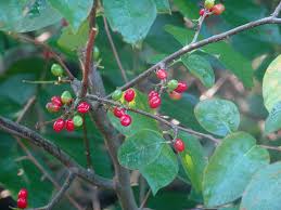 Image result for Lauraceae