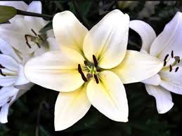 Bunga ini menjadi lambang kesucian, ketulusan, kemuliaan, kemurnian seta. Keindahan Bunga Lily Di Berbagai Warna Dengan Maknanya Tersendiri