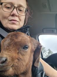 BYC (BackYardChickens)