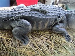 We did not find results for: Alligator Nest