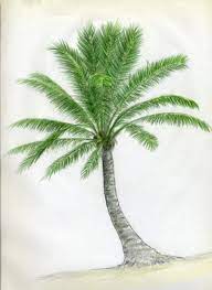 Pin On Palm Trees